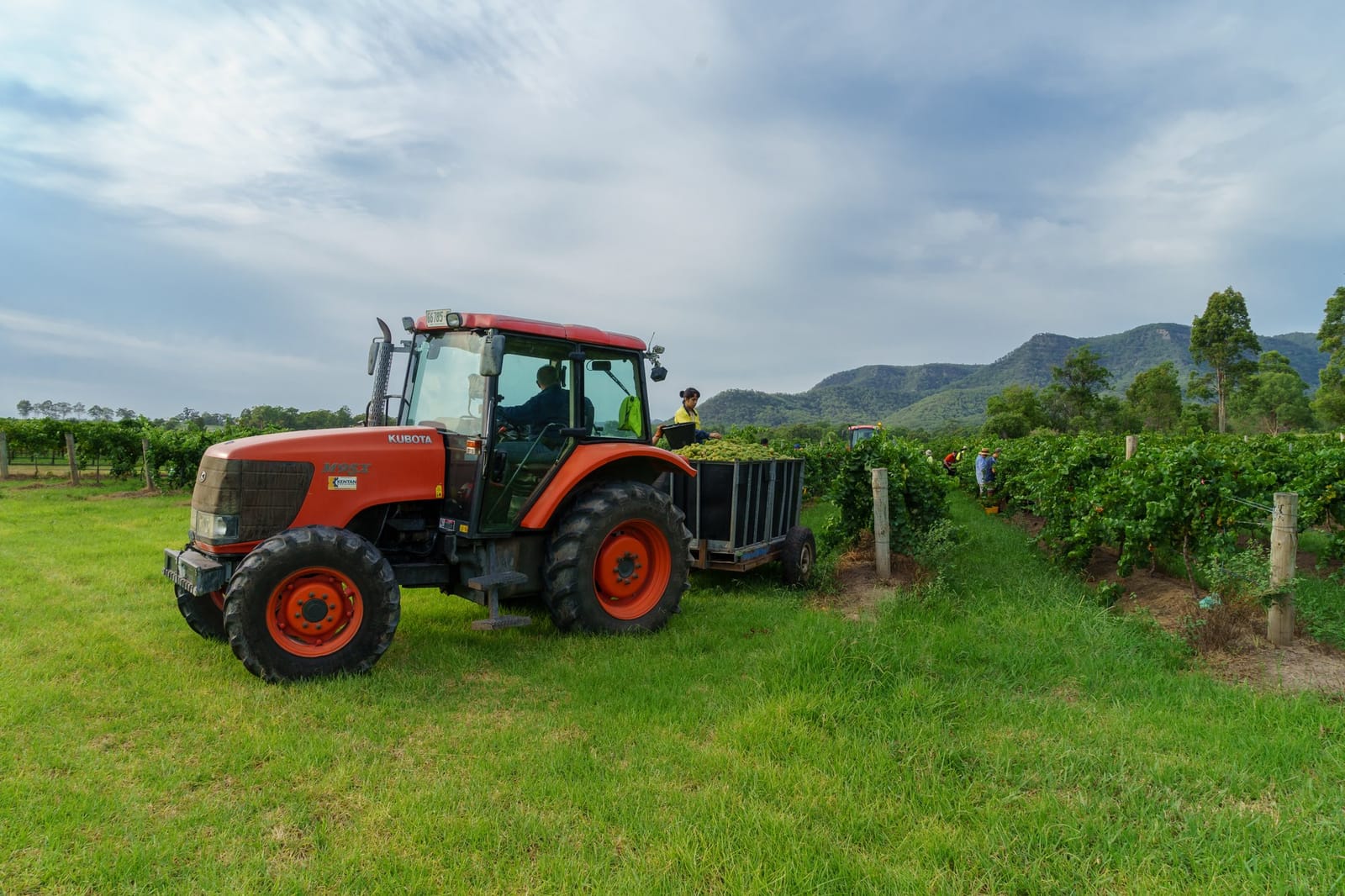 A tractor collecting hand-picked grapes among the Leogate vines