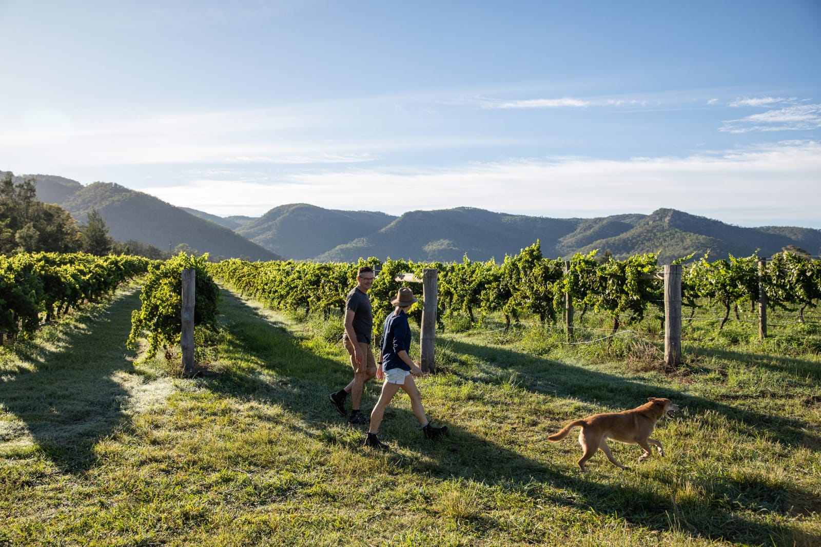 People jogging through vineyard rows with mountains in background