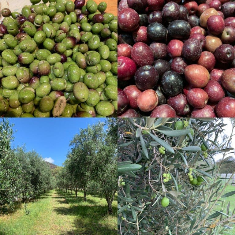 Farm produce including apples and olives from orchard