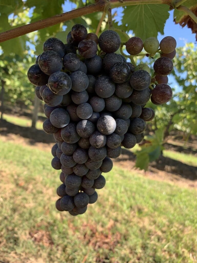 Purple grapes on vine in afternoon light