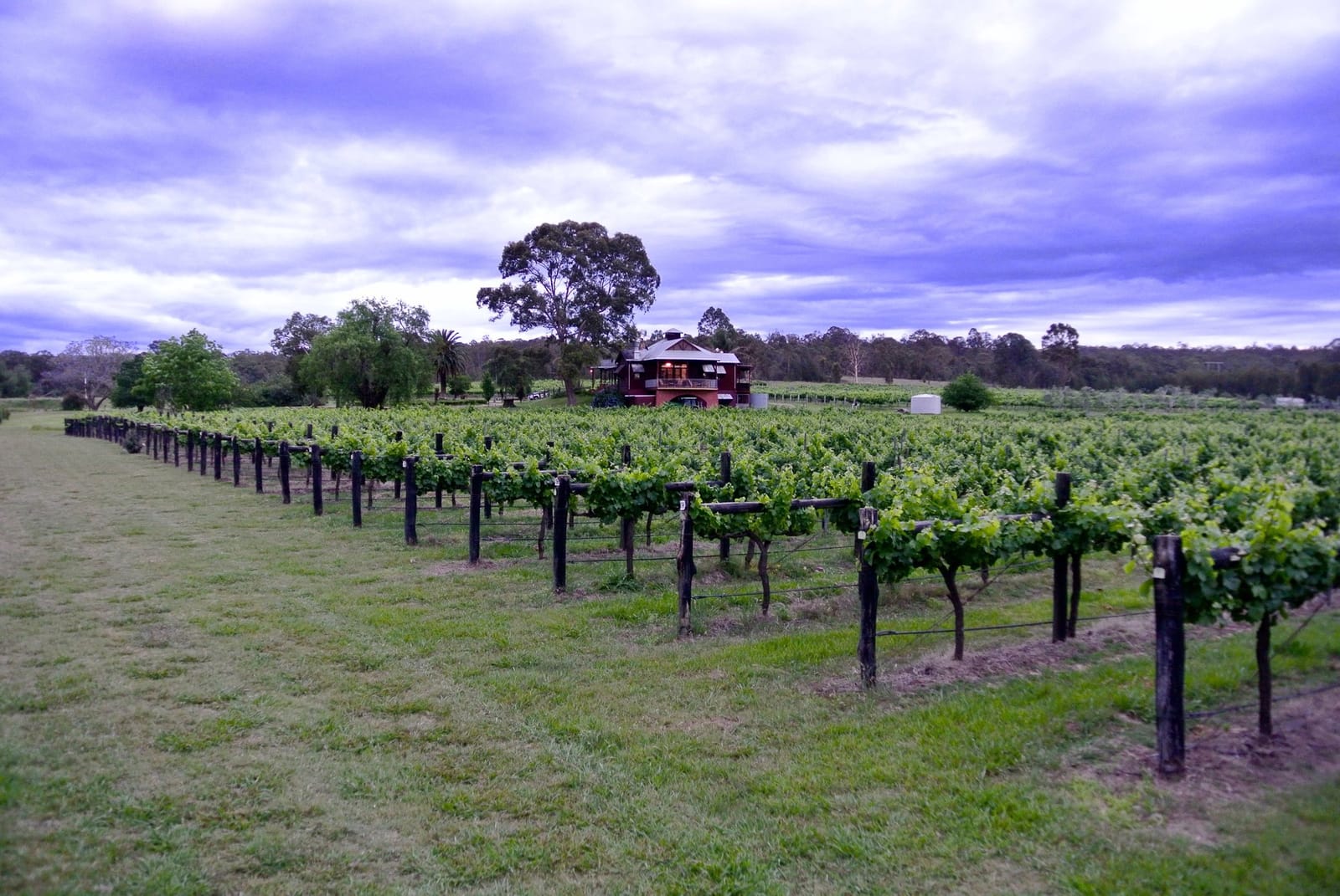 Vineyard rows and winery building under purple twilight at Theleme Wines, Rothbury, Hunter Valley