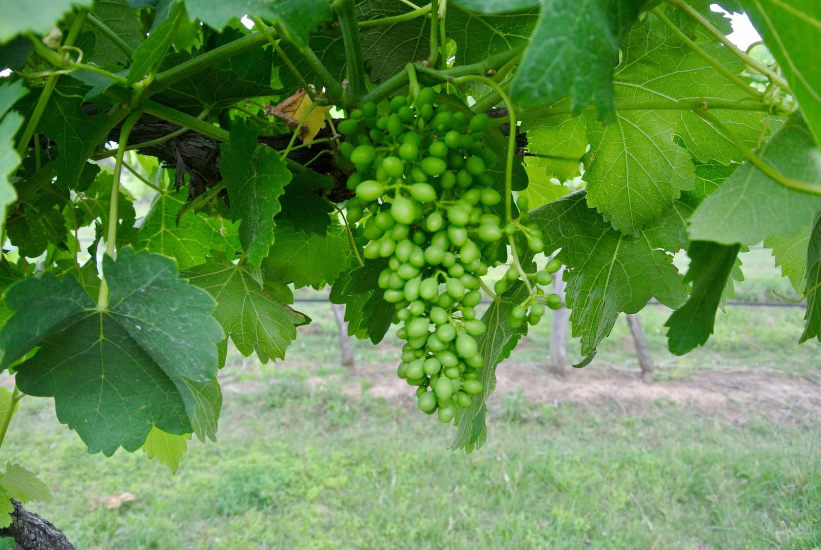 Green grape bunches hanging on vine in sunlight