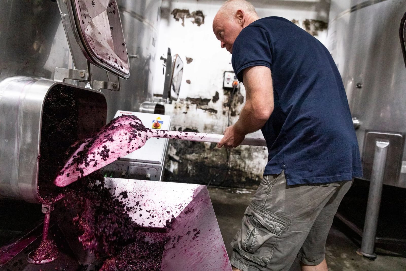 Man handling freshly crushed purple grapes in equipment
