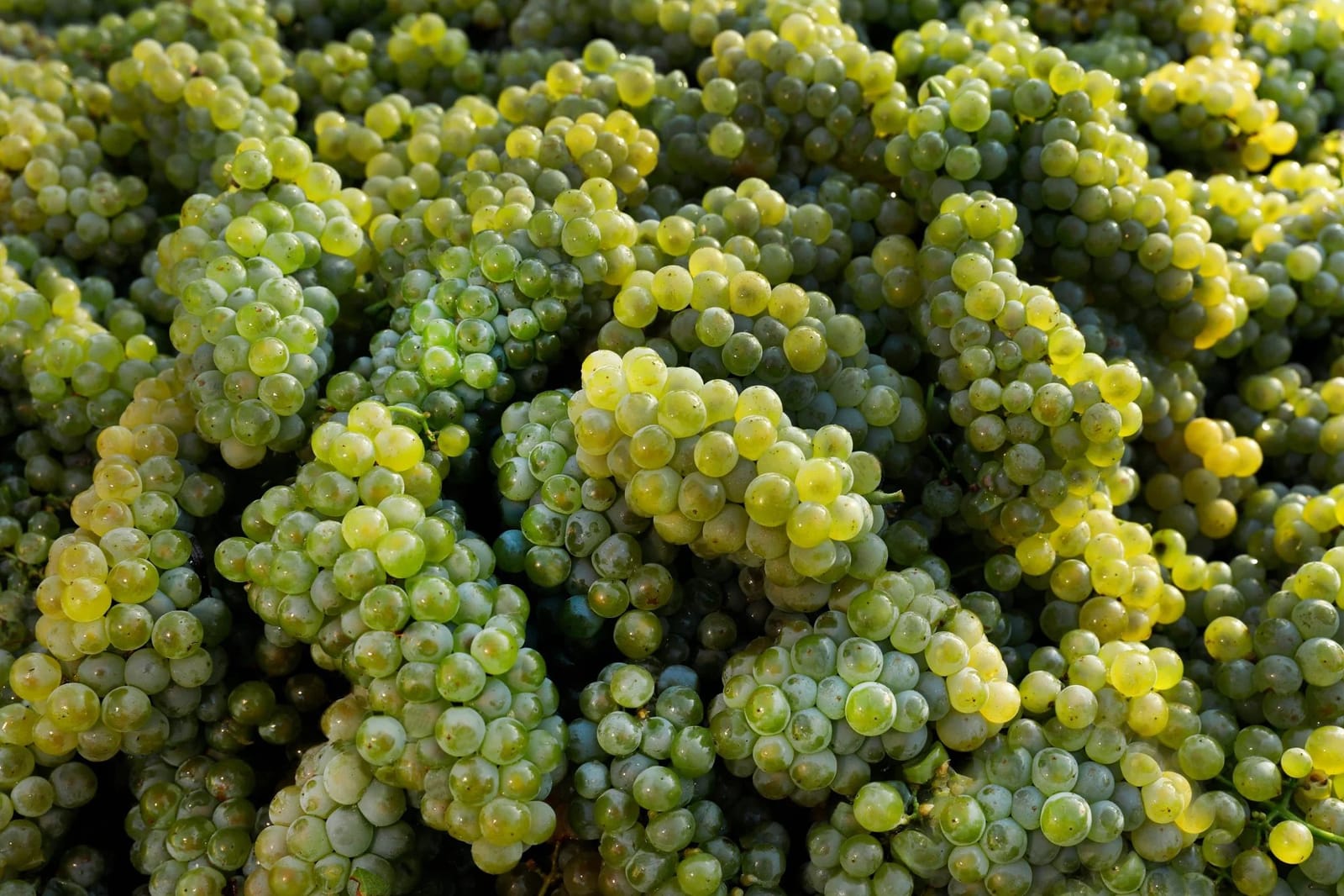 Immature grapes on vine showing yellow-green development