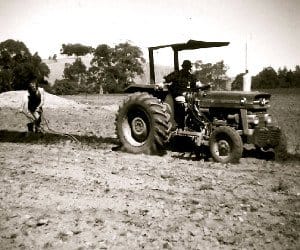 Vintage black and white photograph of tractor harvesting vineyard