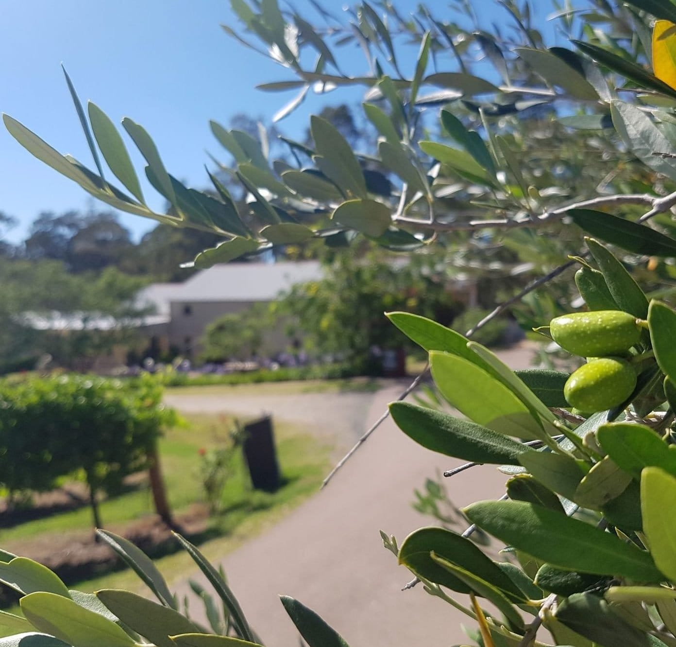 Green olives on the branch with the cellar door building beyond