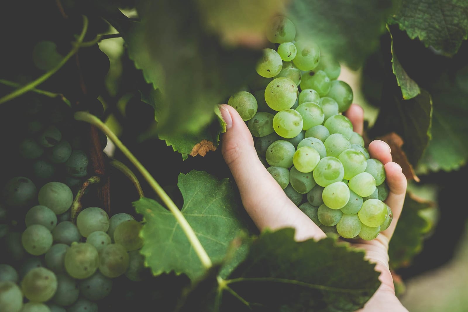 A bunch of green grapes held in a hand on the vine