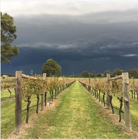 Vineyard rows under dramatic stormy sky with mature grapevines at Tranquil Vale, Luskintyre, Hunter Valley