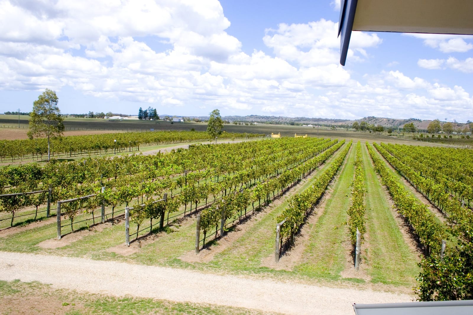Aerial vineyard view showing neat rows with surrounding landscape