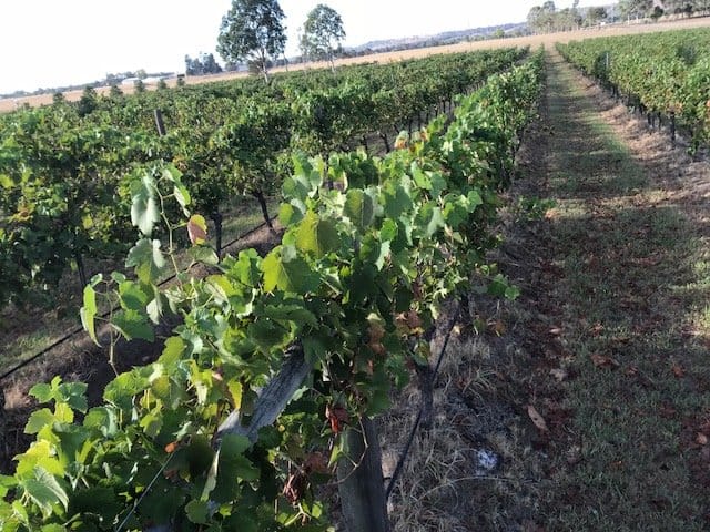 Close-up of grapevine foliage and clusters on trellised rows
