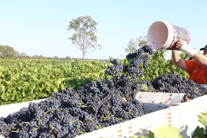 Harvest worker holding wooden bucket of dark grapes in vineyard