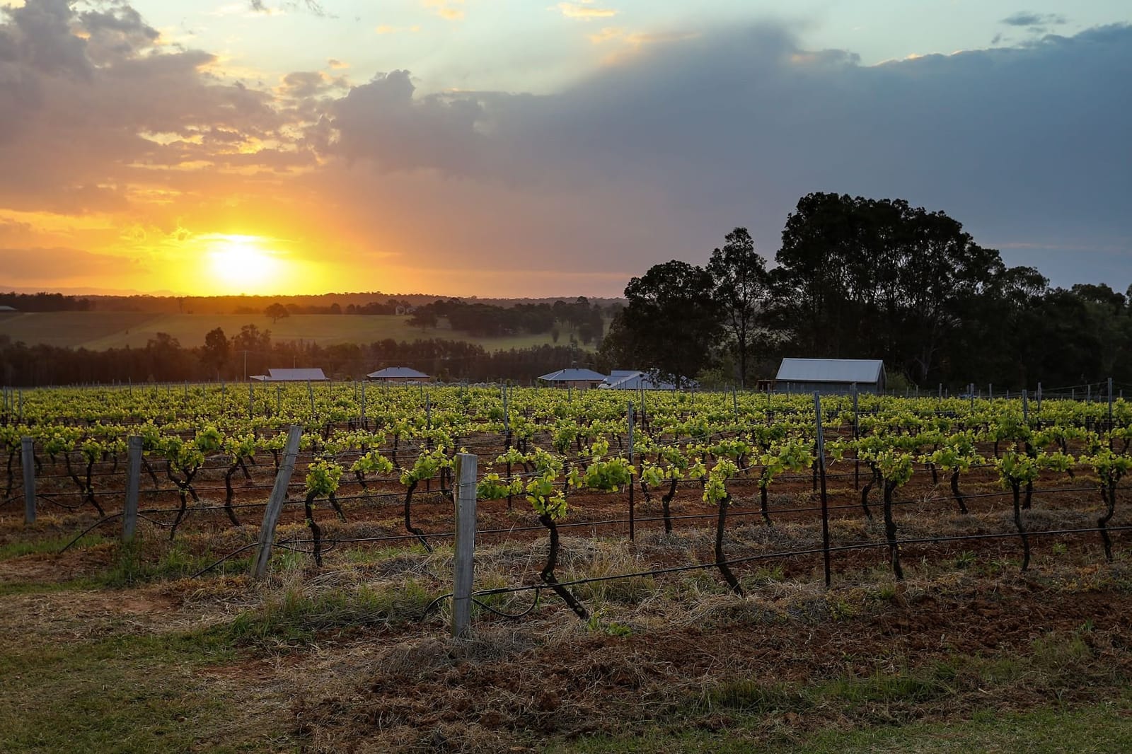 Golden sunset over vineyard rows with farm buildings and trees