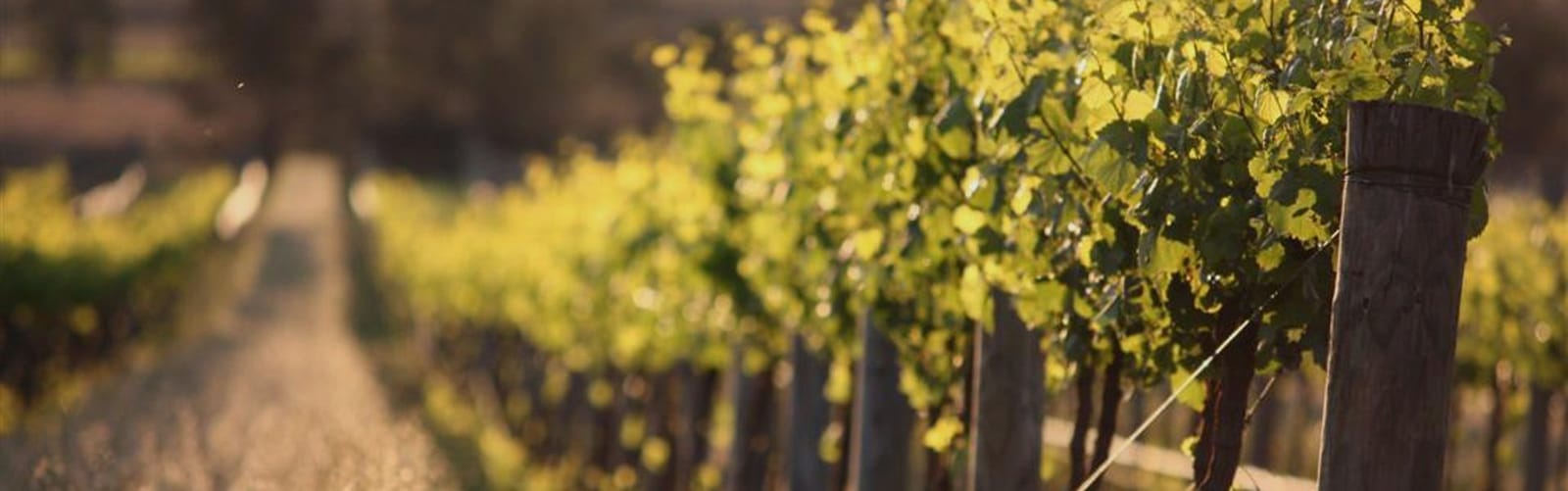 Vine rows in spring at Tulloch's F Block vineyard, Pokolbin.