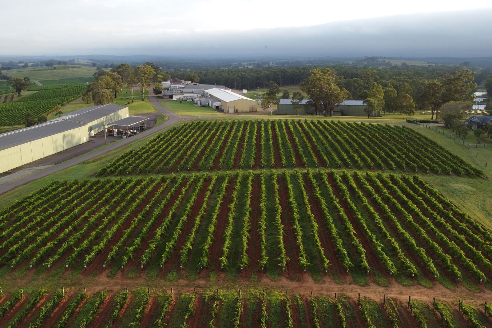 Mothers Vineyard from the air, with the winery beyond