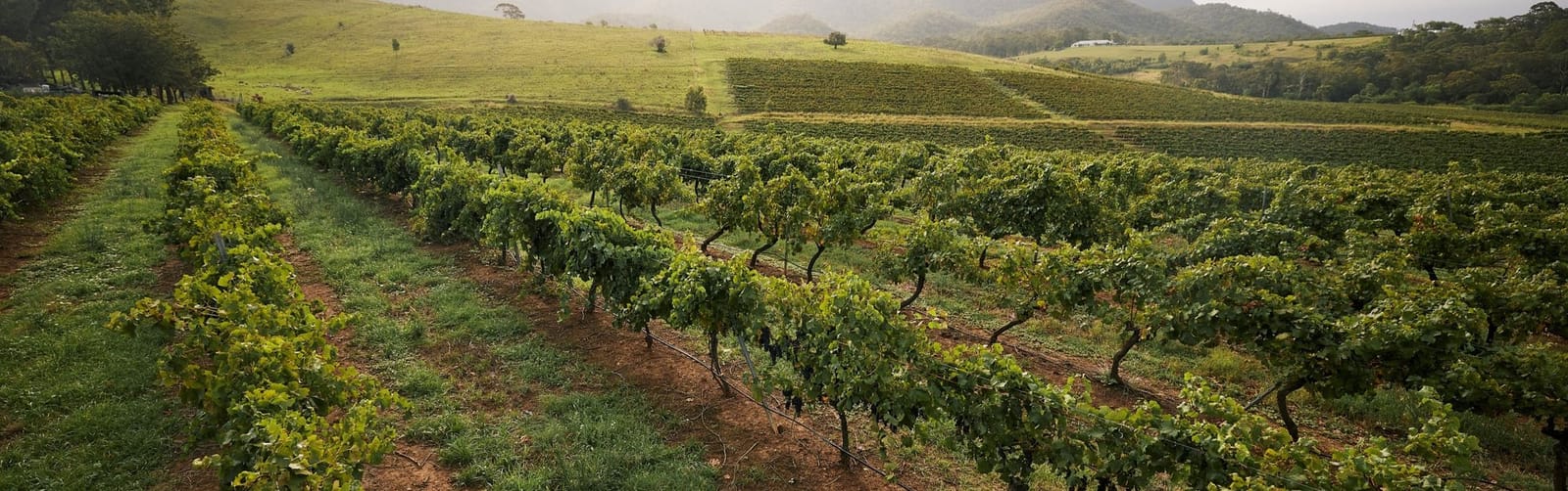 View across Usher Tinkler's vine rows towards distant hills at Pokolbin