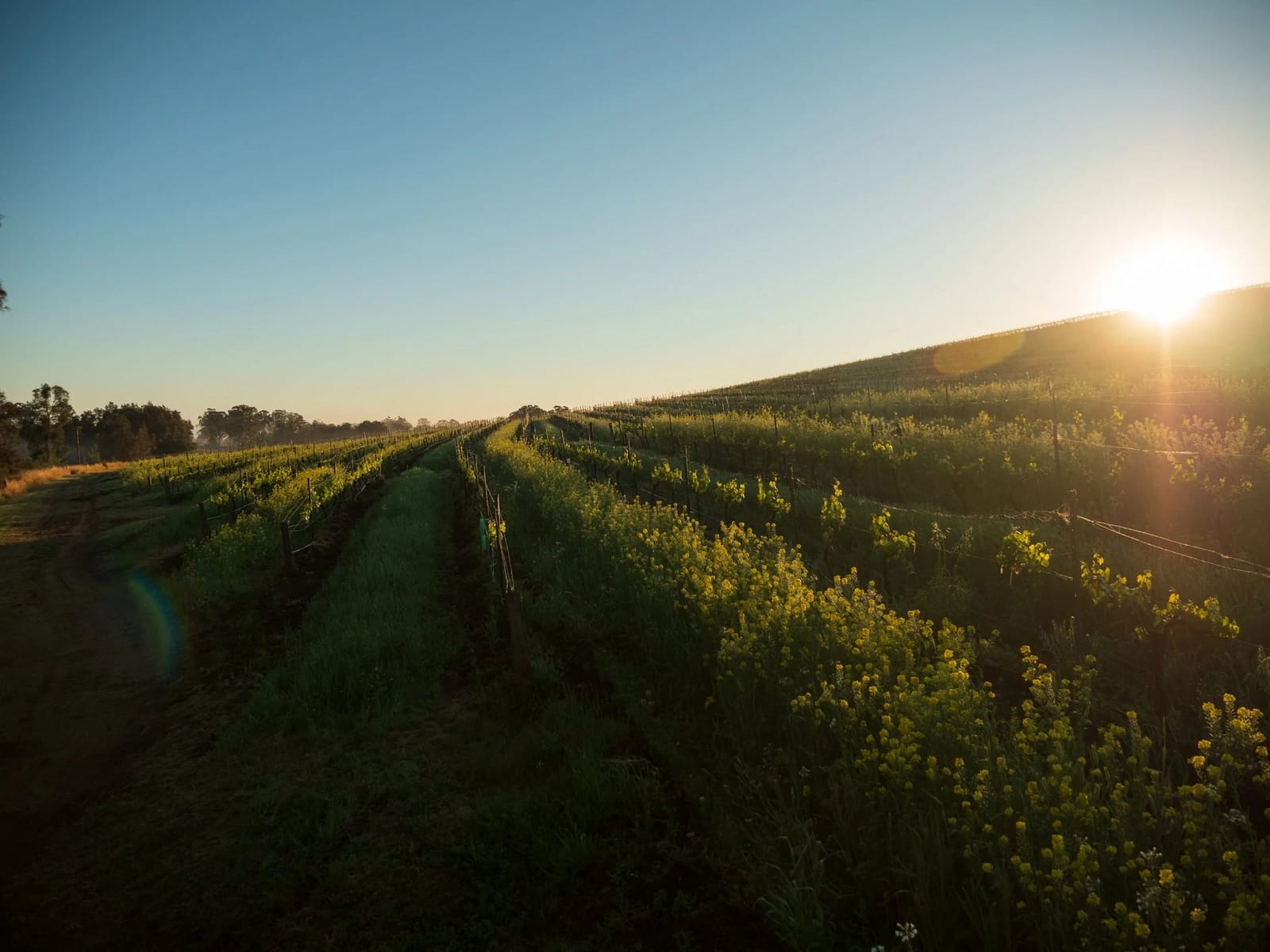 Vineyard rows stretching to horizon with forested hills