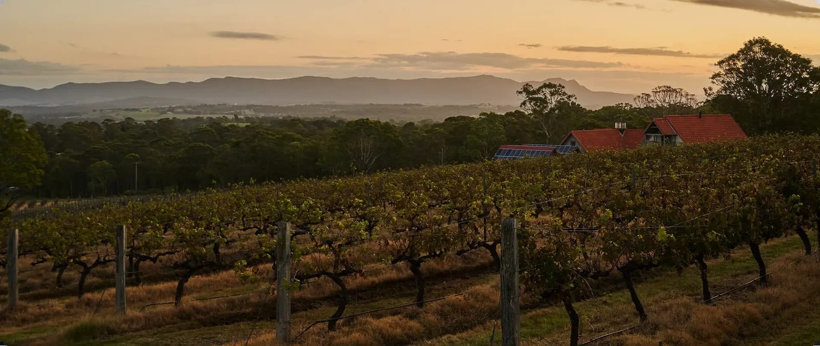 Vineyard rows at sunset with winery building and mountains beyond at Wandin, Lovedale, Hunter Valley