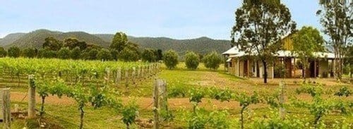 Vineyard rows with estate buildings and mountains in distance