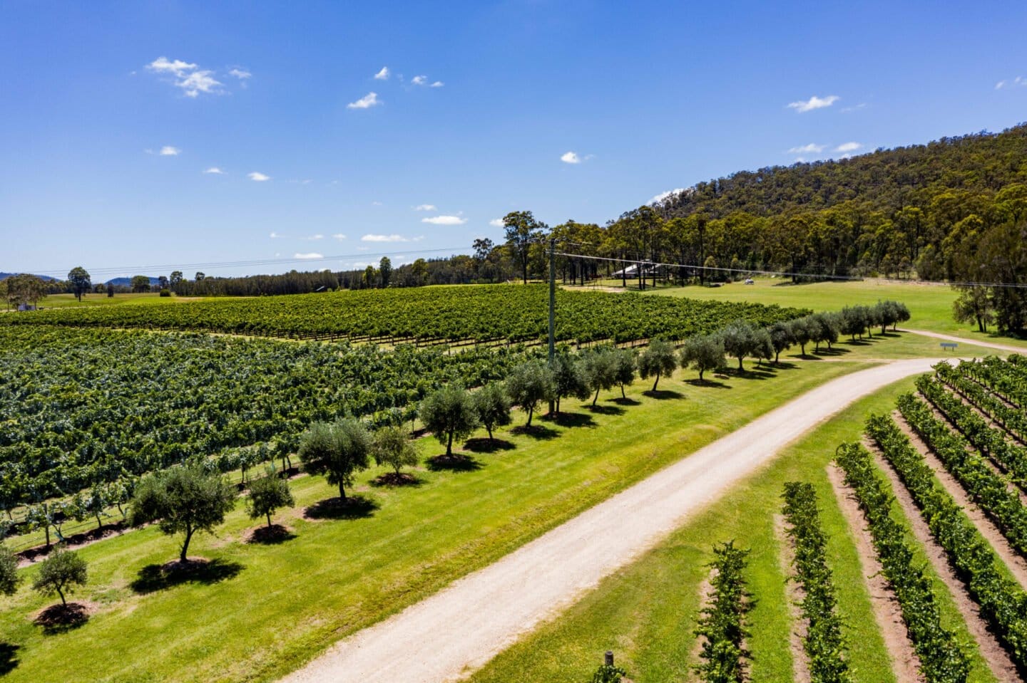 Estate vineyard with rows of vines and olive trees at Winmark, Broke, Hunter Valley