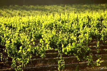 Backlit vine rows at Wombat Crossing early in the morning