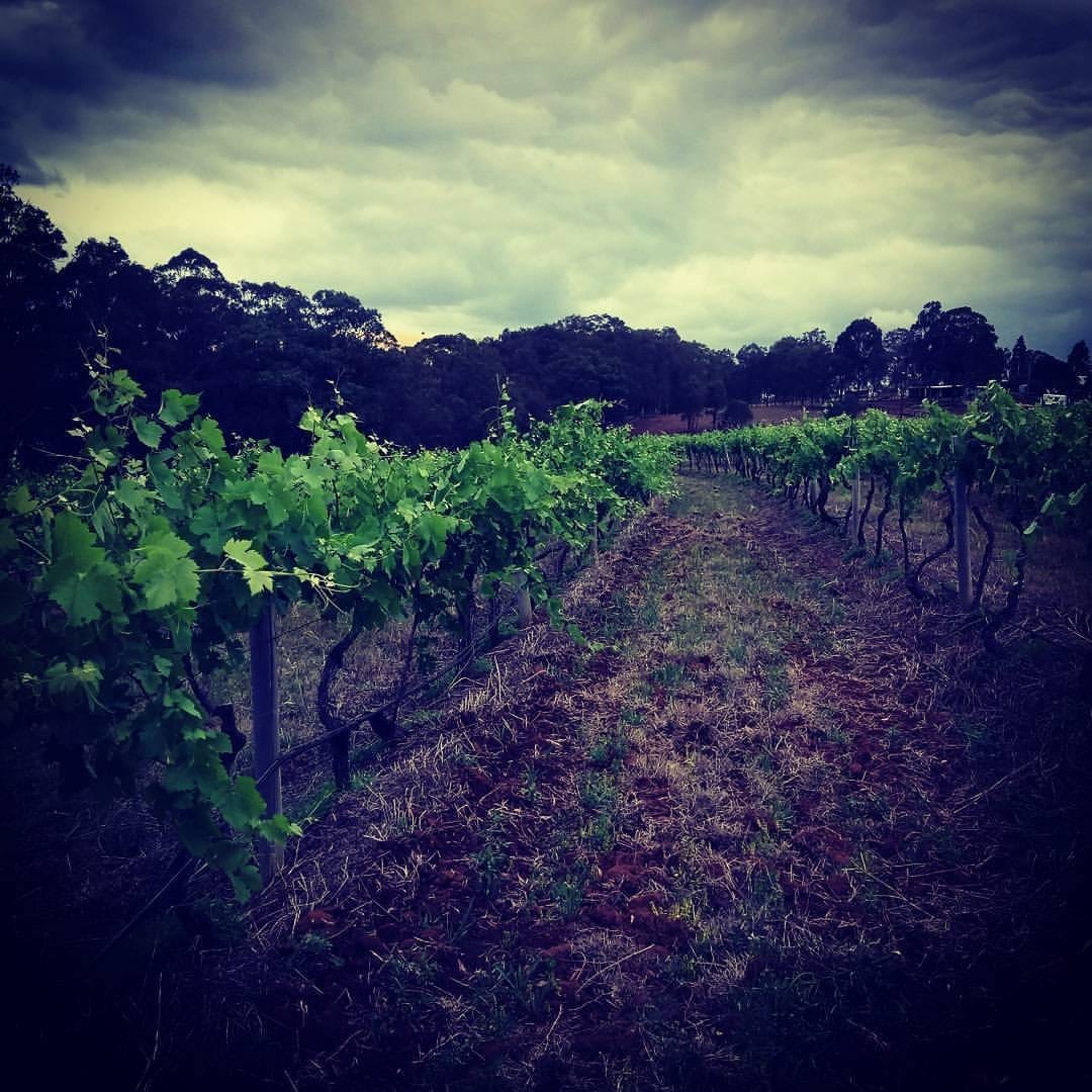 Vineyard rows in afternoon light with forest and hills beyond at Woodward's, Pokolbin, Hunter Valley